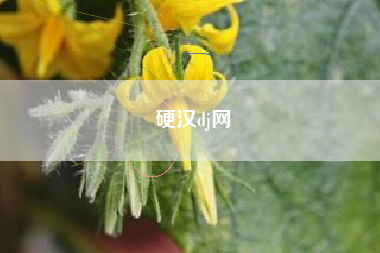 硬汉dj网