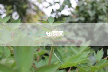 知芽网