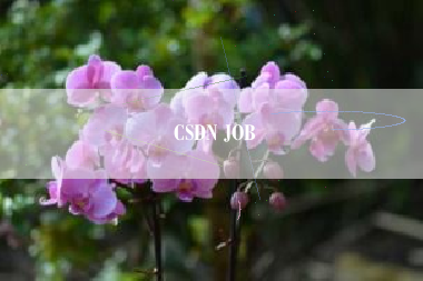 CSDN JOB