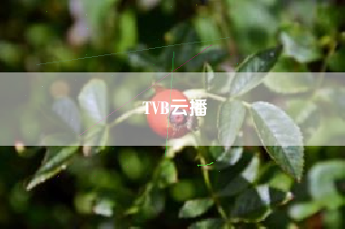 TVB云播