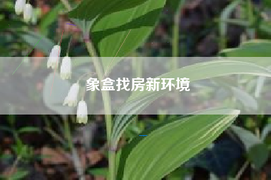 象盒找房新环境