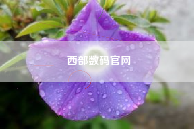 西部数码官网