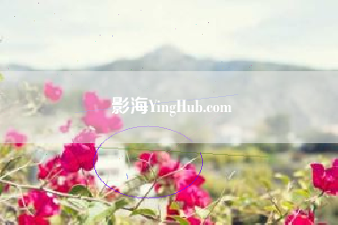 影海YingHub.com