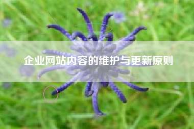 企业网站内容的维护与更新原则